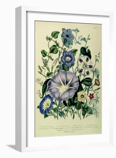 Bindweed, Plate 26 from "The Ladies" Flower Garden", Published 1842-Jane W. Loudon-Framed Giclee Print