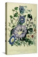 Bindweed, Plate 26 from "The Ladies" Flower Garden", Published 1842-Jane W. Loudon-Stretched Canvas