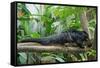 Binturong, Bearcat Lying on Tree Branch-null-Framed Stretched Canvas