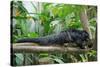 Binturong, Bearcat Lying on Tree Branch-null-Stretched Canvas