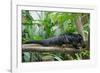 Binturong, Bearcat Lying on Tree Branch-null-Framed Photographic Print