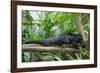 Binturong, Bearcat Lying on Tree Branch-null-Framed Photographic Print