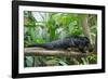 Binturong, Bearcat Lying on Tree Branch-null-Framed Photographic Print