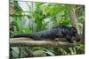 Binturong, Bearcat Lying on Tree Branch-null-Mounted Photographic Print