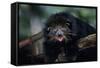 Binturong (Bearcat)-Lantern Press-Framed Stretched Canvas