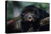 Binturong (Bearcat)-Lantern Press-Stretched Canvas