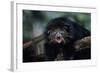 Binturong (Bearcat)-Lantern Press-Framed Art Print