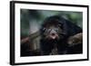 Binturong (Bearcat)-Lantern Press-Framed Art Print