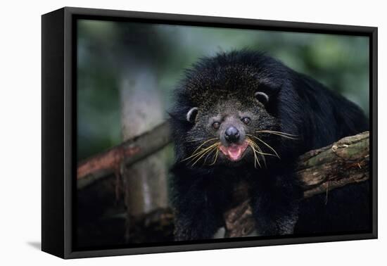 Binturong (Bearcat)-Lantern Press-Framed Stretched Canvas