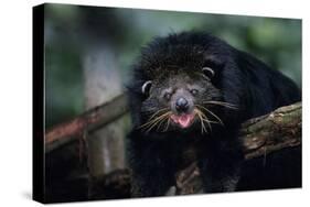 Binturong (Bearcat)-Lantern Press-Stretched Canvas