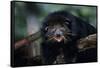 Binturong (Bearcat)-Lantern Press-Framed Stretched Canvas