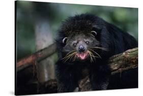 Binturong (Bearcat)-Lantern Press-Stretched Canvas