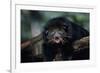 Binturong (Bearcat)-Lantern Press-Framed Art Print