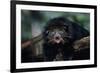 Binturong (Bearcat)-Lantern Press-Framed Art Print