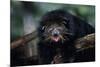 Binturong (Bearcat)-Lantern Press-Mounted Art Print