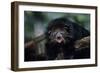 Binturong (Bearcat)-Lantern Press-Framed Art Print