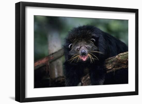 Binturong (Bearcat)-Lantern Press-Framed Art Print