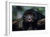 Binturong (Bearcat)-Lantern Press-Framed Art Print