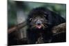 Binturong (Bearcat)-Lantern Press-Mounted Art Print