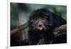 Binturong (Bearcat)-Lantern Press-Framed Art Print