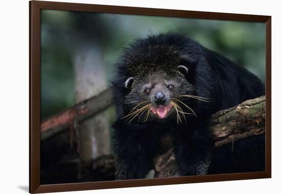 Binturong (Bearcat)-Lantern Press-Framed Art Print