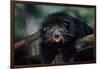 Binturong (Bearcat)-Lantern Press-Framed Art Print