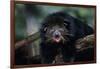 Binturong (Bearcat)-Lantern Press-Framed Art Print