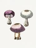 Vintage Inky Cap Edible Mushroom Dark BW-Biodiversity Heritage Library-Stretched Canvas