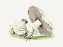 Hand Drawn Rufous Milkcap Mushroom-Biodiversity Heritage Library-Giclee Print