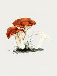 Vintage Inky Cap Edible Mushroom Dark BW-Biodiversity Heritage Library-Stretched Canvas