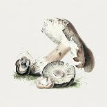 Hand Drawn Horse Mushroom Standing-Biodiversity Heritage Library-Giclee Print