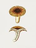 Vintage Inky Cap Edible Mushroom Dark BW-Biodiversity Heritage Library-Stretched Canvas