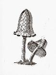 Hand Darwn Violet Webcap Mushroom-Biodiversity Heritage Library-Giclee Print