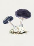 Hand Darwn Violet Webcap Mushroom-Biodiversity Heritage Library-Giclee Print