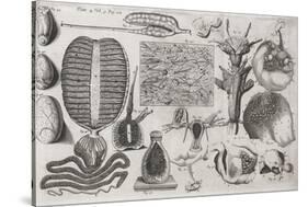 Biological Illustrations, 17th Century-Middle Temple Library-Stretched Canvas