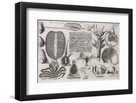 Biological Illustrations, 17th Century-Middle Temple Library-Framed Photographic Print