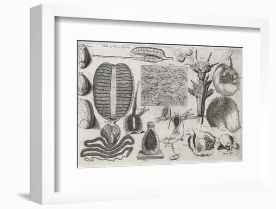 Biological Illustrations, 17th Century-Middle Temple Library-Framed Photographic Print