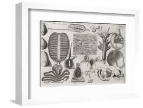 Biological Illustrations, 17th Century-Middle Temple Library-Framed Photographic Print