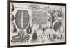 Biological Illustrations, 17th Century-Middle Temple Library-Framed Photographic Print