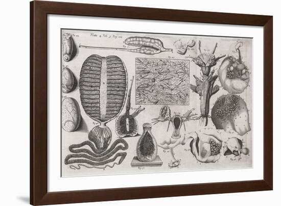 Biological Illustrations, 17th Century-Middle Temple Library-Framed Photographic Print