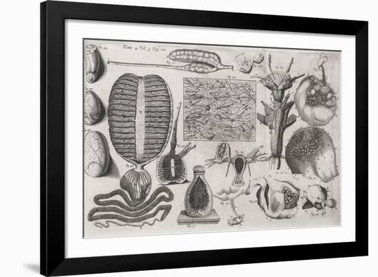 Biological Illustrations, 17th Century-Middle Temple Library-Framed Photographic Print