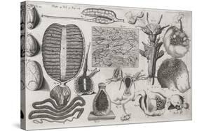 Biological Illustrations, 17th Century-Middle Temple Library-Stretched Canvas