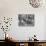 Biologist/Author Rachel Carson Holding Camera with Children and Dog in Woods Near Her Home-Alfred Eisenstaedt-Stretched Canvas displayed on a wall