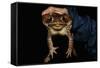 Biologist Holding a Giant Marine Toad-W. Perry Conway-Framed Stretched Canvas