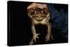 Biologist Holding a Giant Marine Toad-W. Perry Conway-Stretched Canvas
