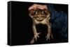 Biologist Holding a Giant Marine Toad-W. Perry Conway-Framed Stretched Canvas