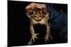 Biologist Holding a Giant Marine Toad-W. Perry Conway-Mounted Photographic Print