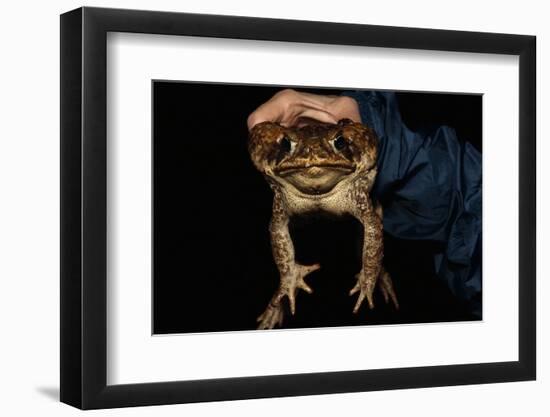 Biologist Holding a Giant Marine Toad-W. Perry Conway-Framed Photographic Print