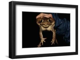 Biologist Holding a Giant Marine Toad-W. Perry Conway-Framed Photographic Print