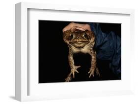 Biologist Holding a Giant Marine Toad-W. Perry Conway-Framed Photographic Print